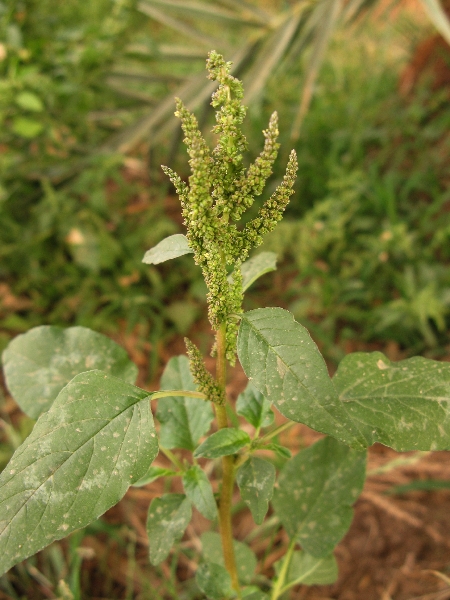 Amaranthus viridis